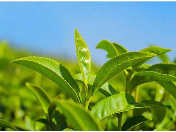 茶葉的采摘技術(shù)，較佳種植時(shí)間？